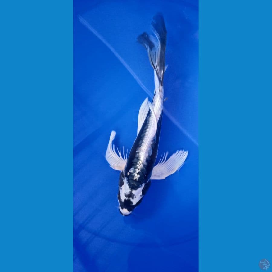 kabuto slayer 31 cm