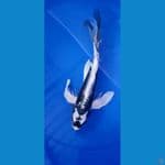 kabuto slayer 31 cm