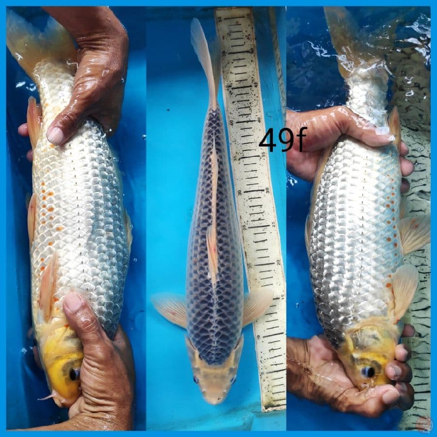 Asagi, 49cm female