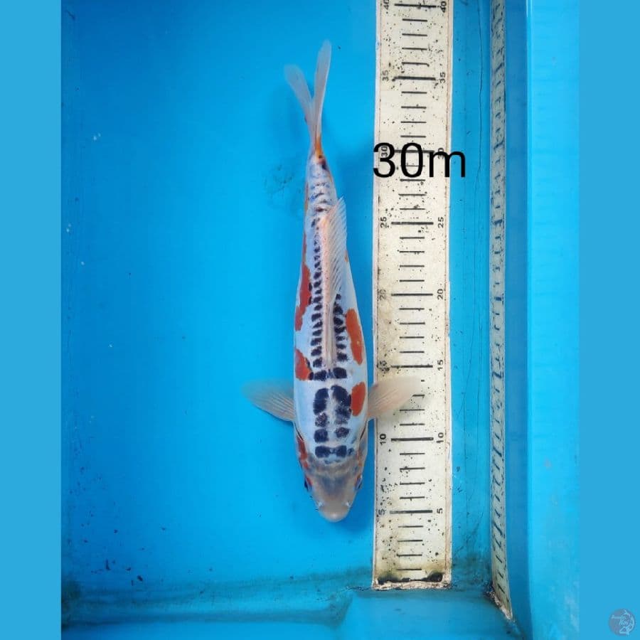 Shusui, 30cm male