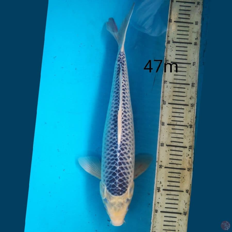 Asagi, 47cm male
