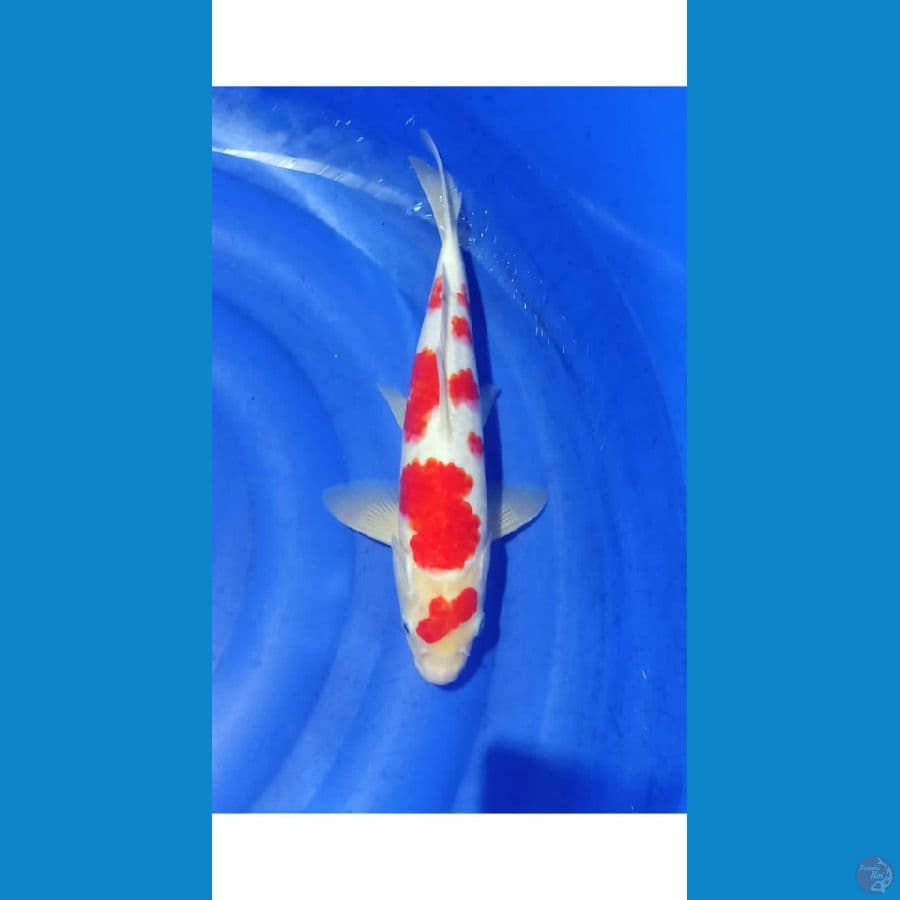 kohaku sakura