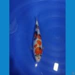 Showa F 30 Cm 