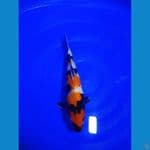 Showa F 30 cm 