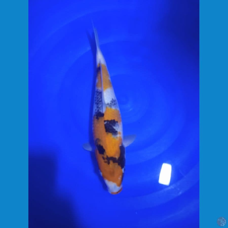 Showa F 30 cm