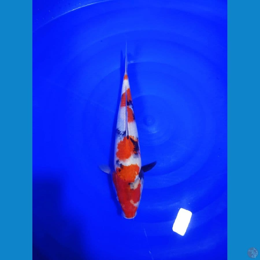 Showa M 32 cm