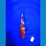 Showa M 32 cm 