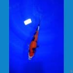 Showa M 20 cm 