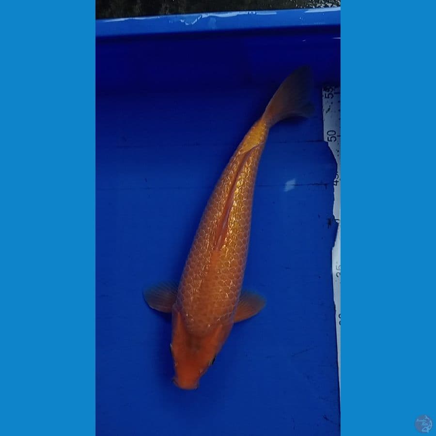 Red karasi super mbulki