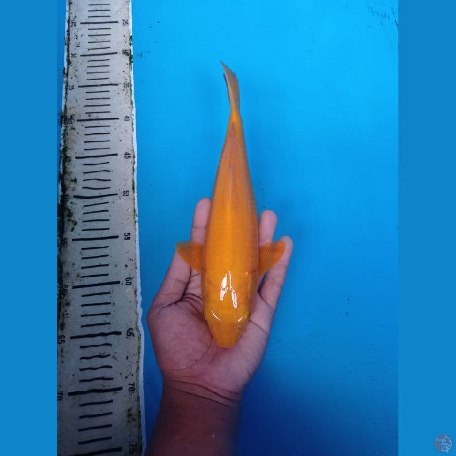 BAHAN CARAMEL 27CM