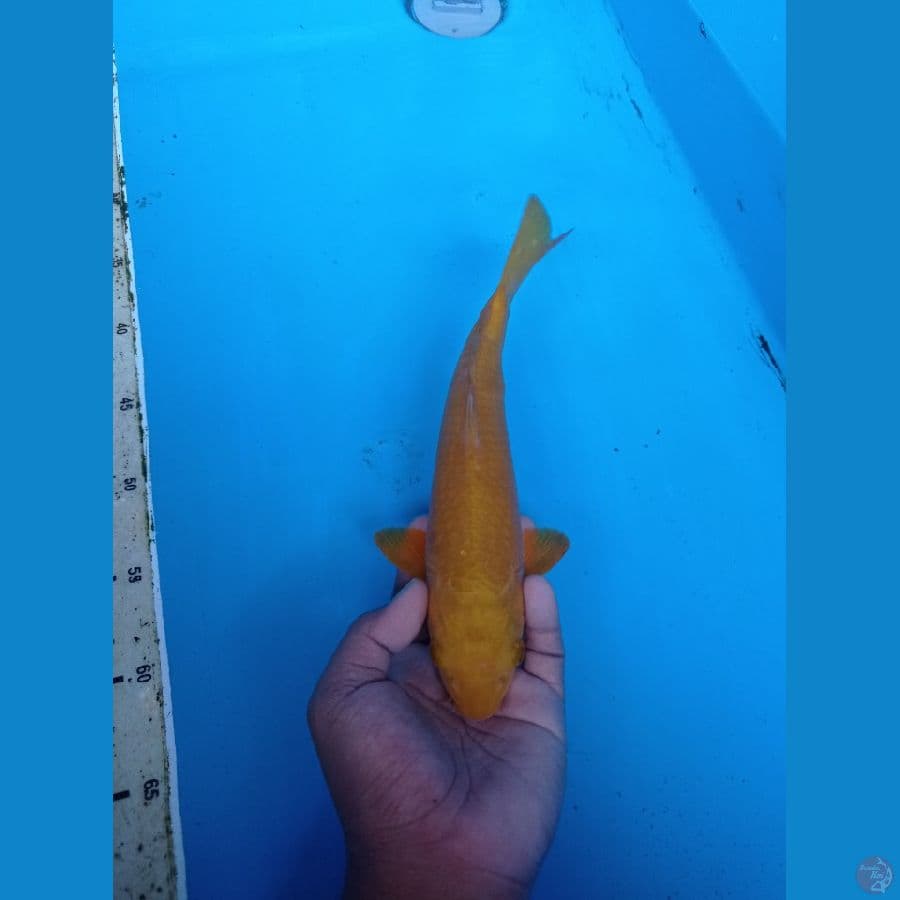 CARAMEL 27CM