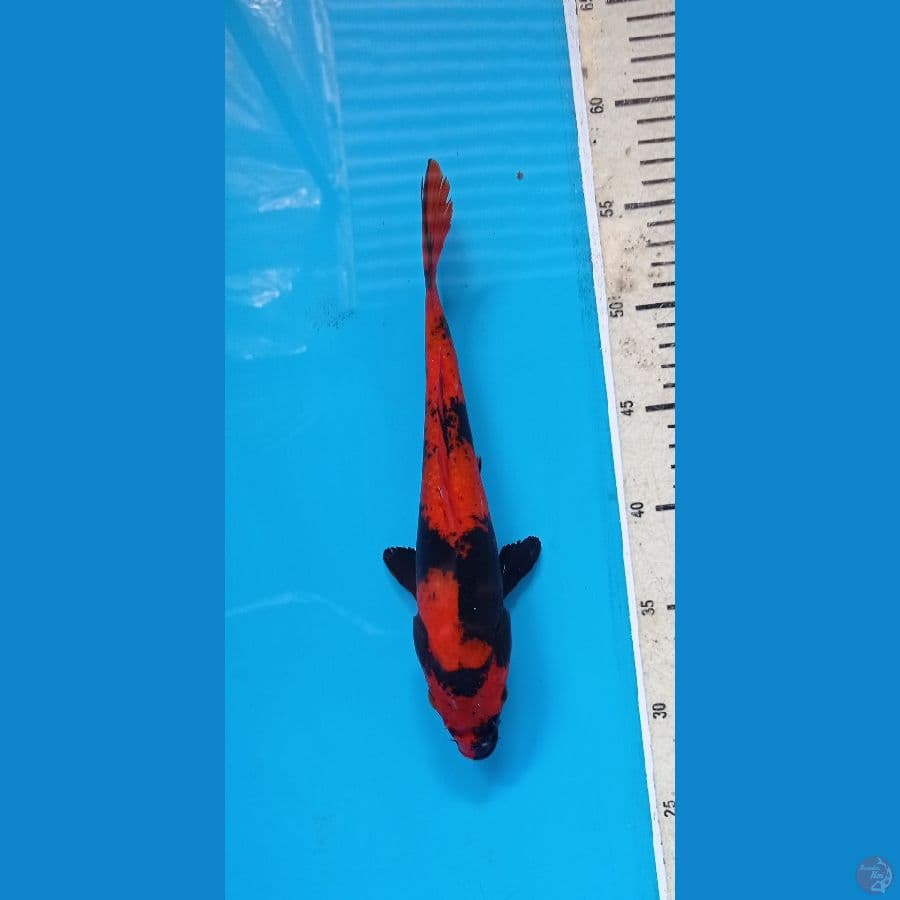 utsuri27cm