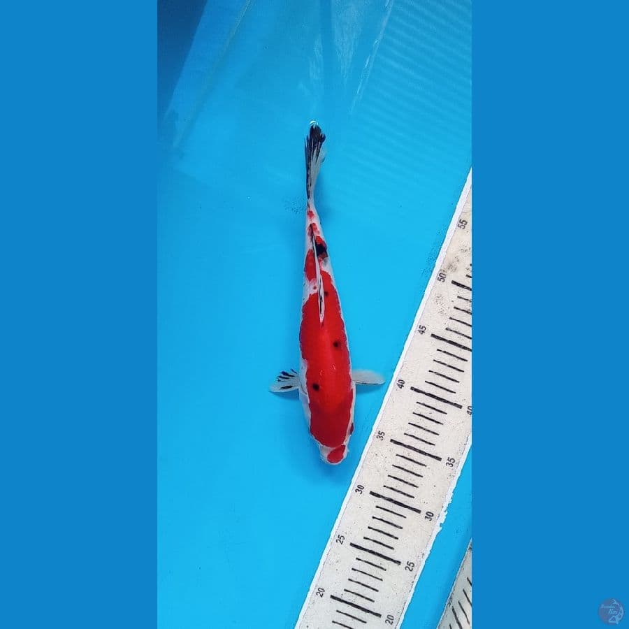 SANKE27cm