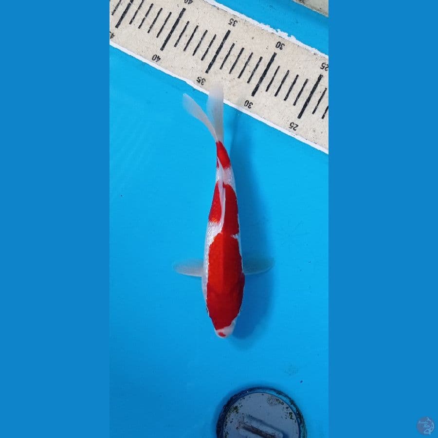 KOHAKU22cm
