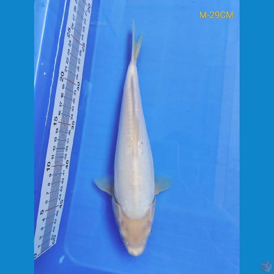 Shiromuji m-29cm