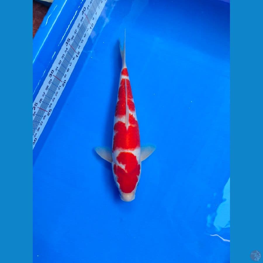 KOHAKU M-27CM