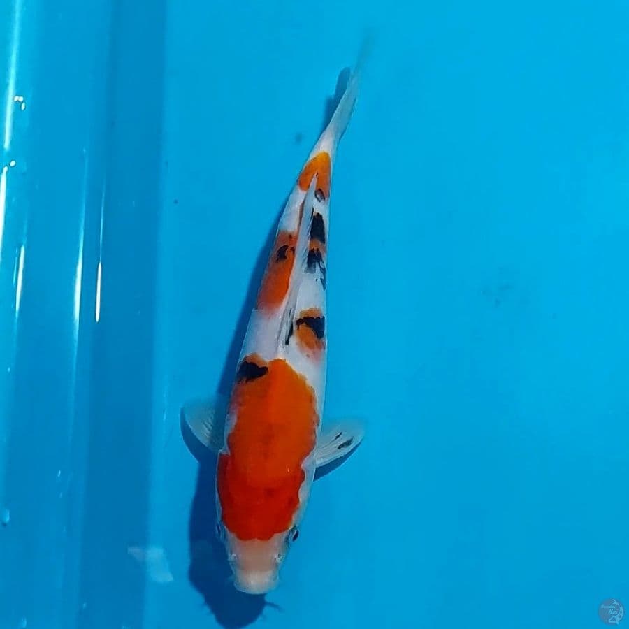 SQ SANKE 24 CM