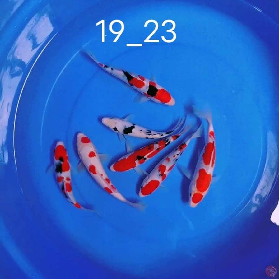 sq/hq 19_23cm