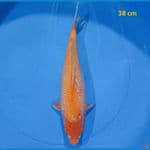 Red Karasi Munuk 38 cm