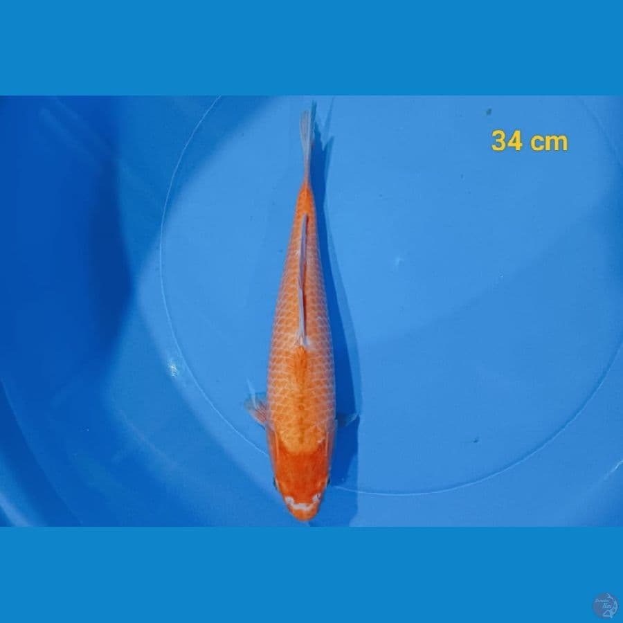 Red Karasi Munuk 34 cm