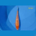 Red Karasi Munuk 34 cm