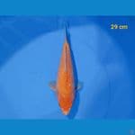 Red Karasi Short Body 29 cm