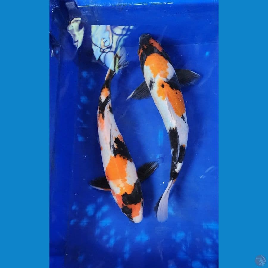 30-31cm showa 2 ekor