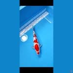 SANKE 35 CM