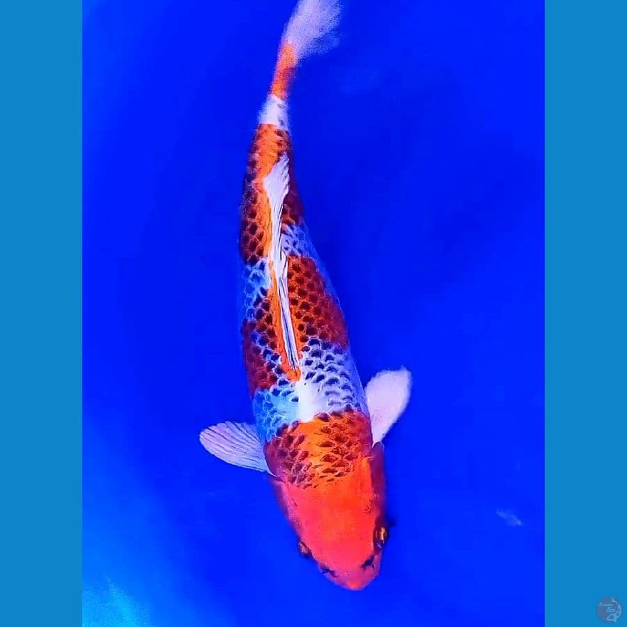 37 cm metalik kujaku fm