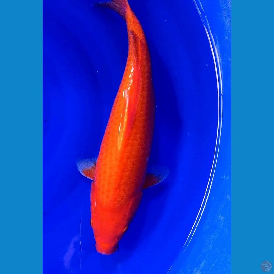 40 cm red strong hajiro motoaka