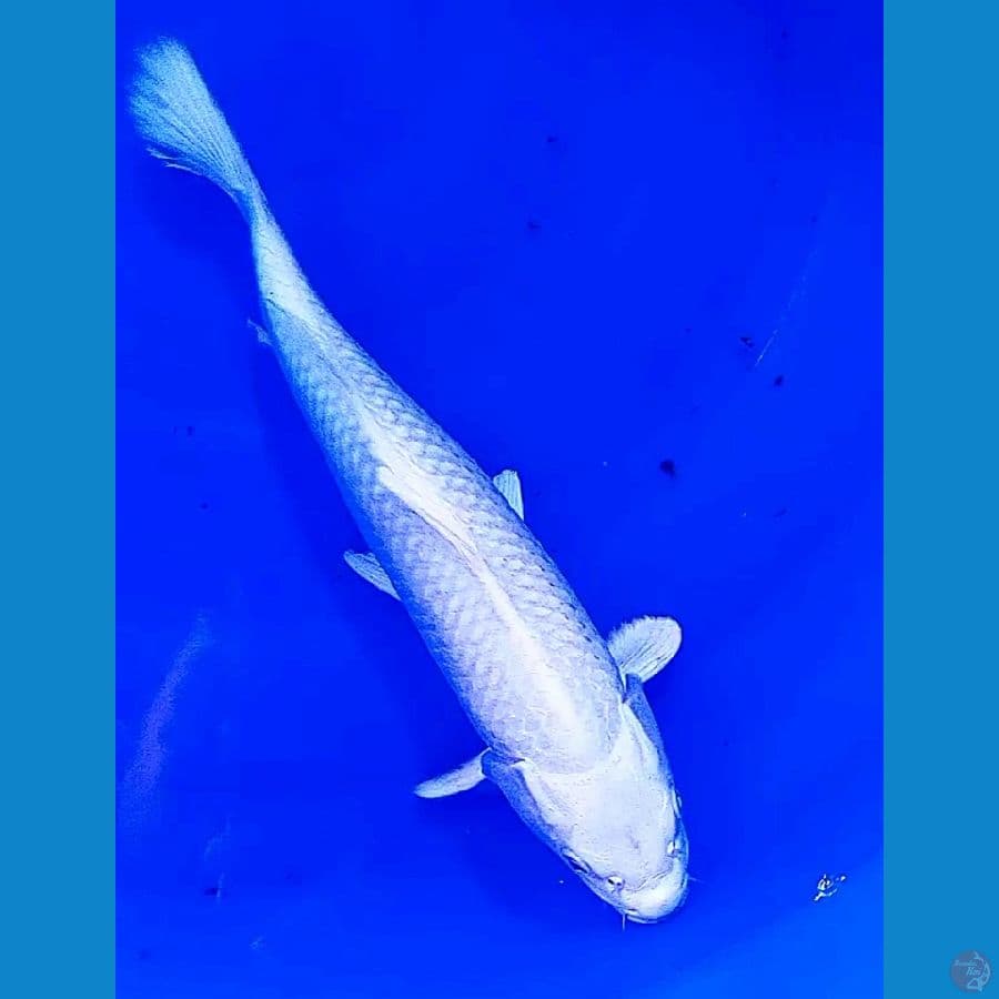 32 cm platinum salju