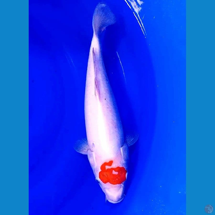 37 cm tanco kohaku antik
