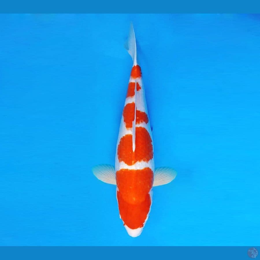 YORI 3 - Kohaku 38 cm/fm ®