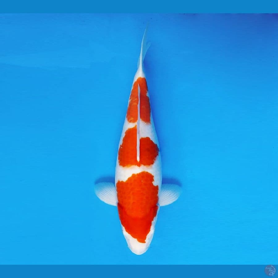 YORI 4 - Ai Goromo 34 cm/fm ®