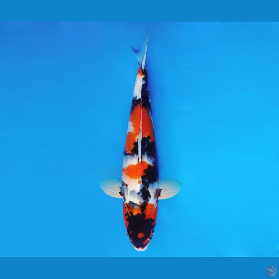 YORI 6 - Showa Evo 47 cm/male ®