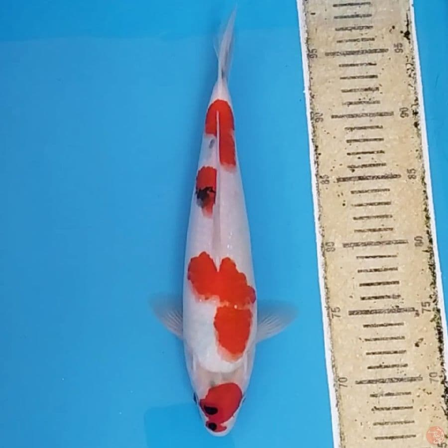 Maruten Showa ~31 M