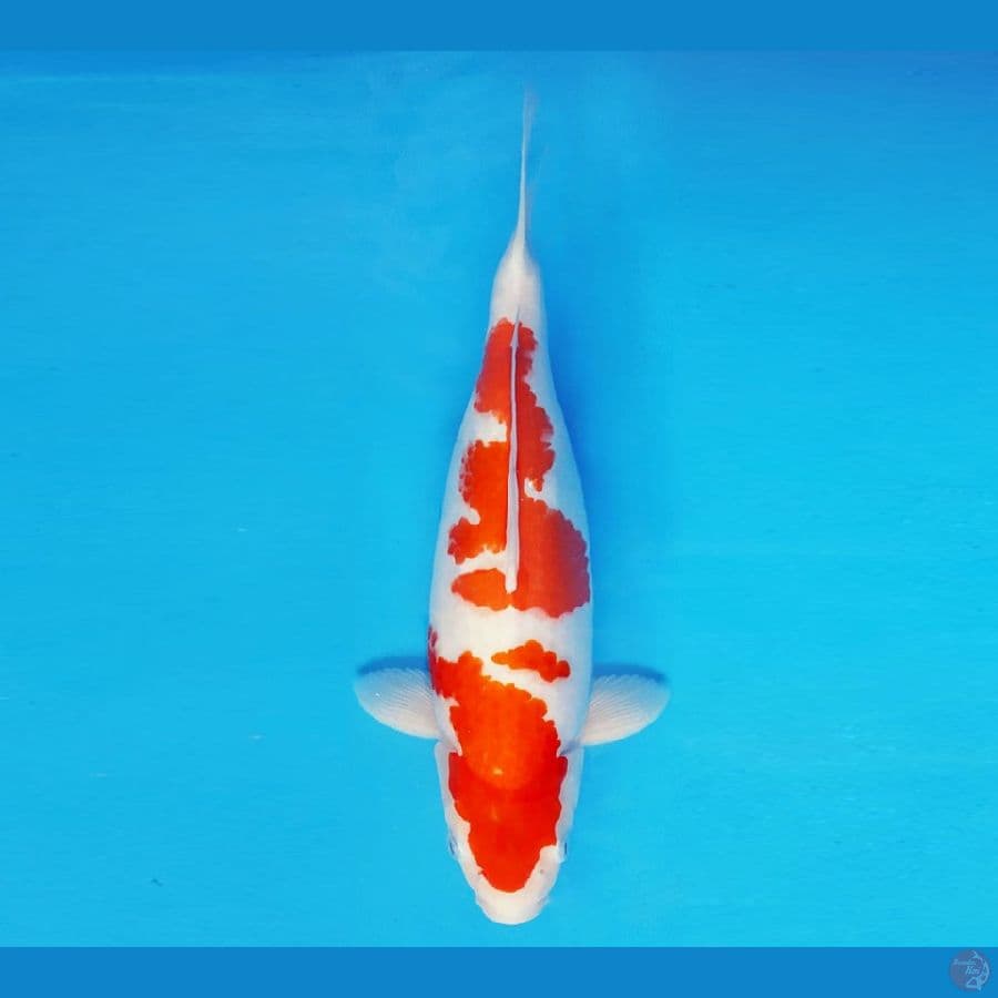 YORI 8 - Kohaku 38 cm/fm ®