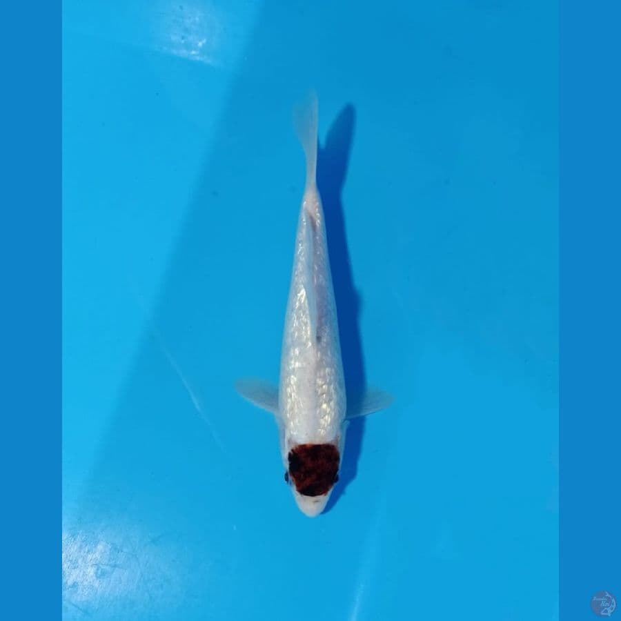Tqncho goromo gindrin 25cm