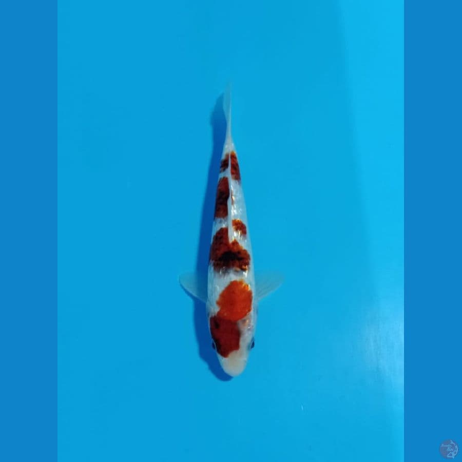 ai goromo gindrin 25cm