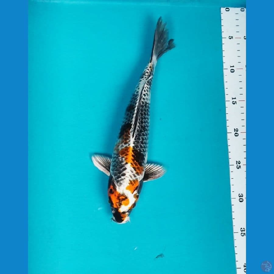 KIN SHOWA 30CM