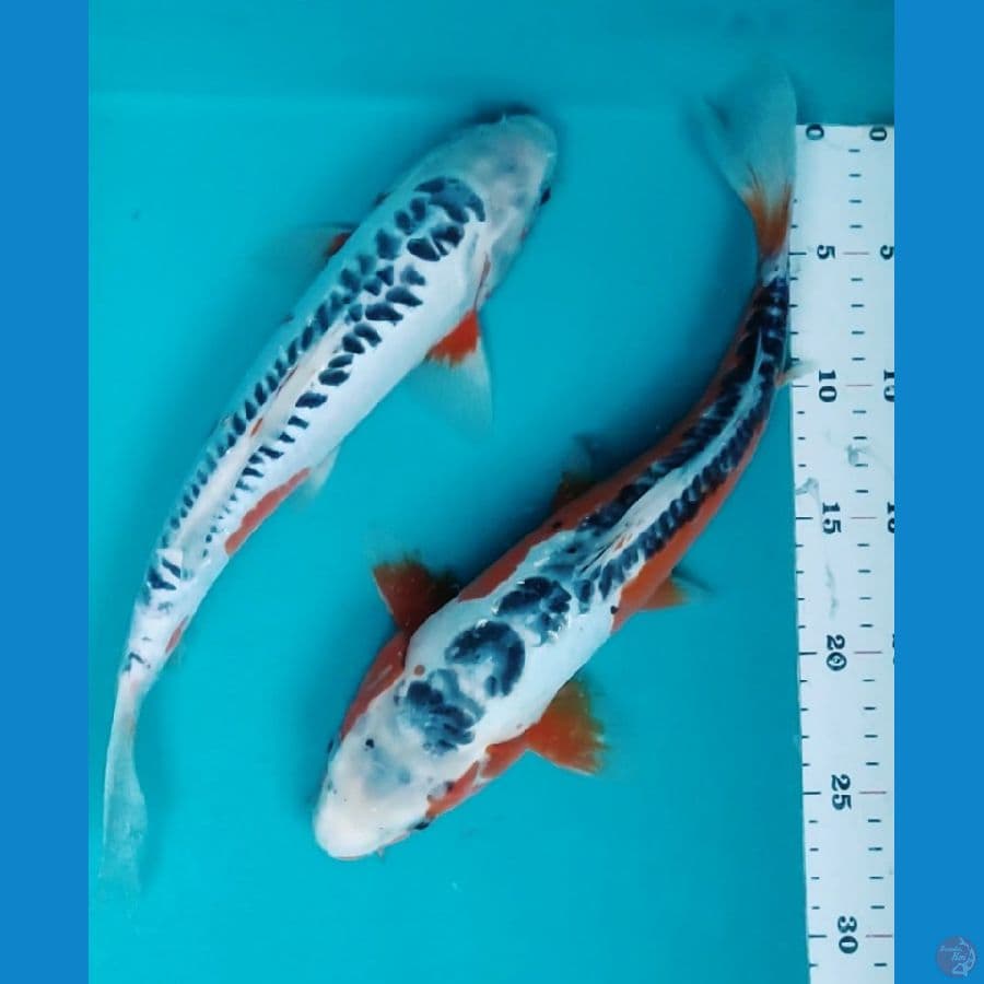 HANA SHUSUI MOTOAKA 33&34CM