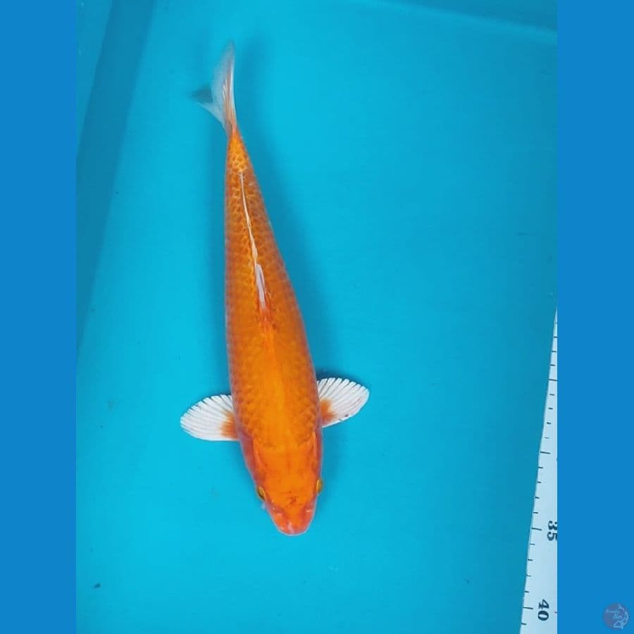 ORENJI 32CM MALE