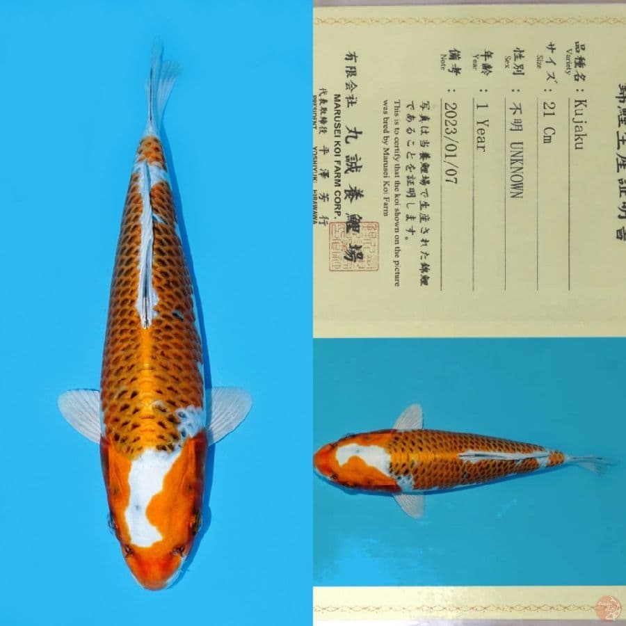 MARUSEI INAZUMA KUJAKU SQ 29CM