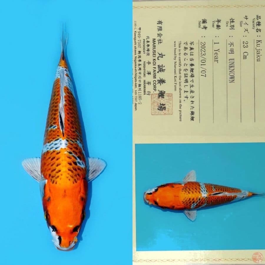 MARUSEI KUJAKU SQ 31CM