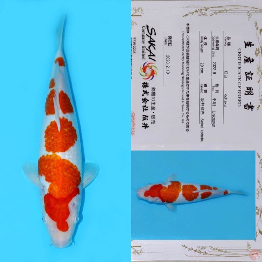 SAKAI KOHAKU HQ 37CM