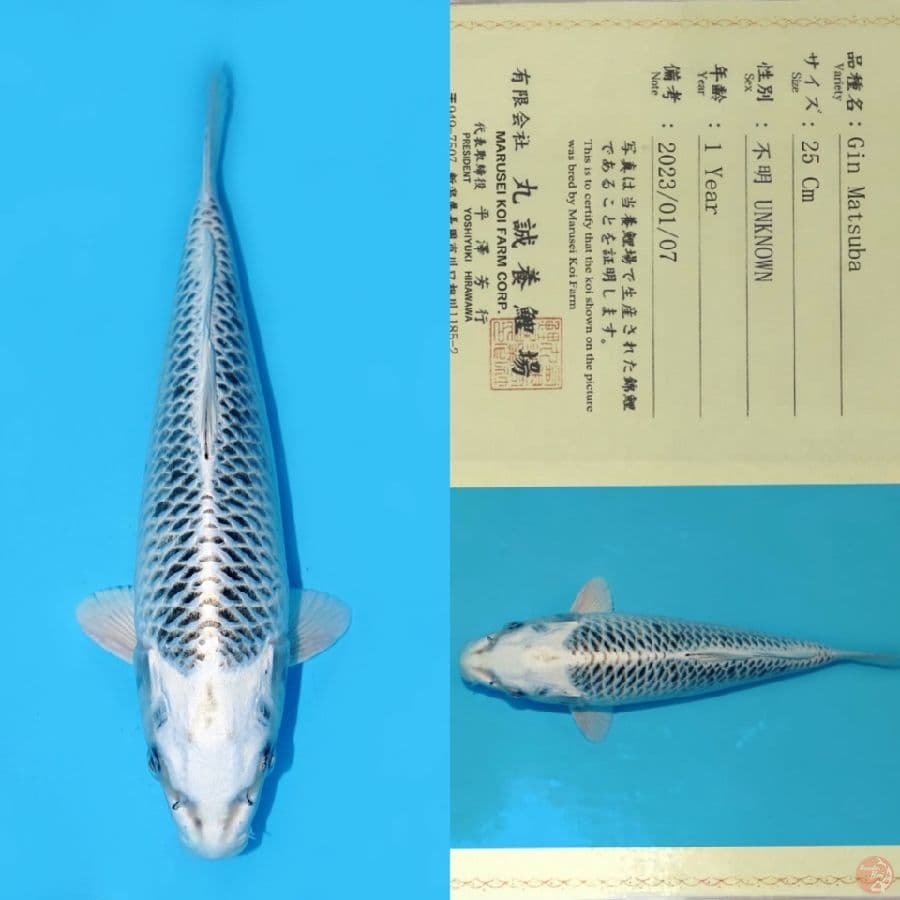 MARUSEI GIN MATSUBA 33CM