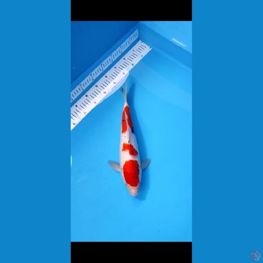 SANKE 35 CM