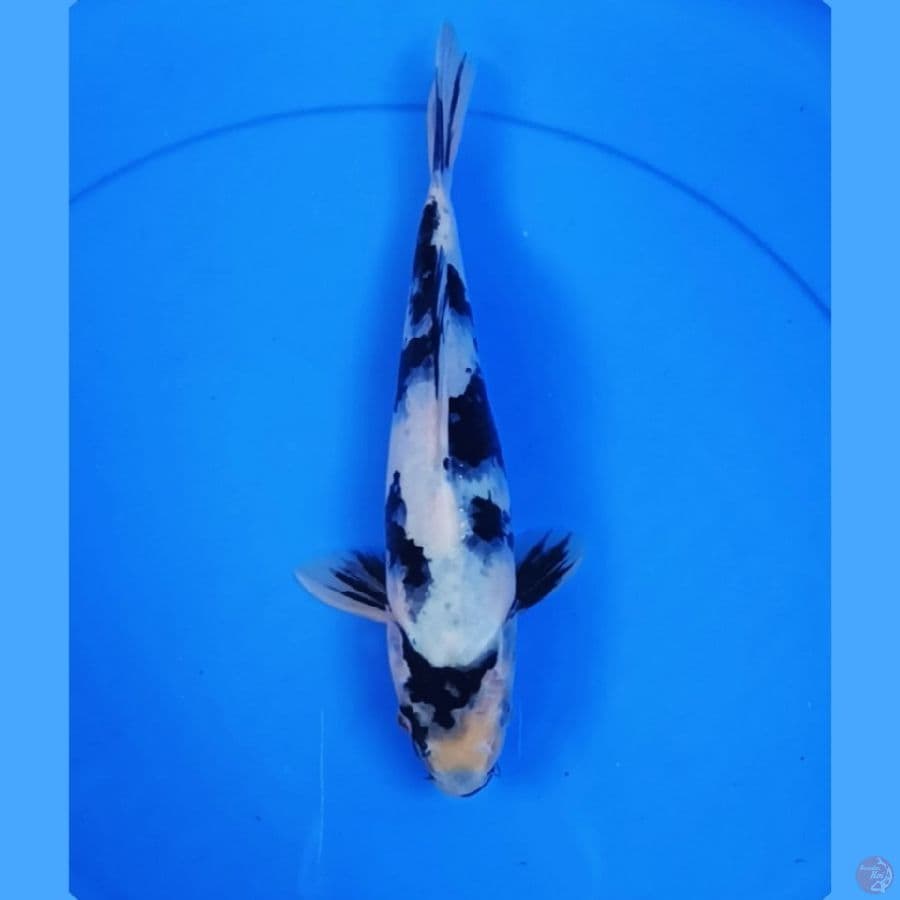 ( 25CM ) SHIRO - MALE