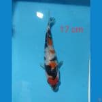 Showa 17 cm