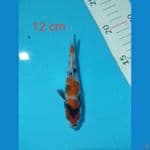 showa 12 cm